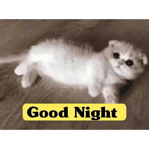 Good night cat 22