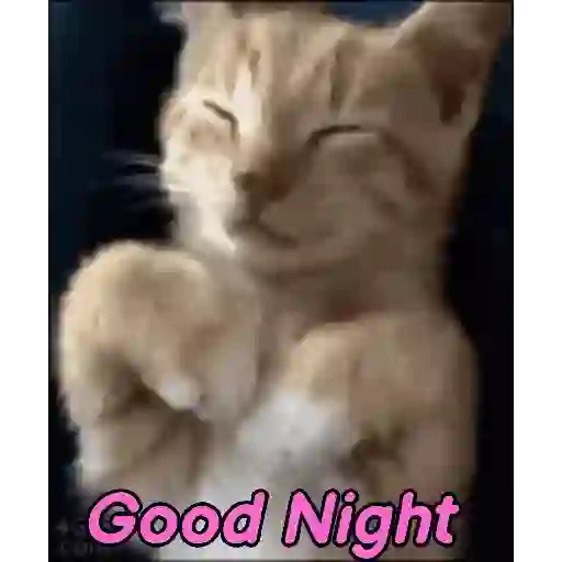 Good night cat 23