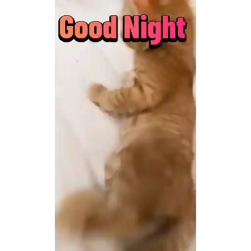 Good night cat 13