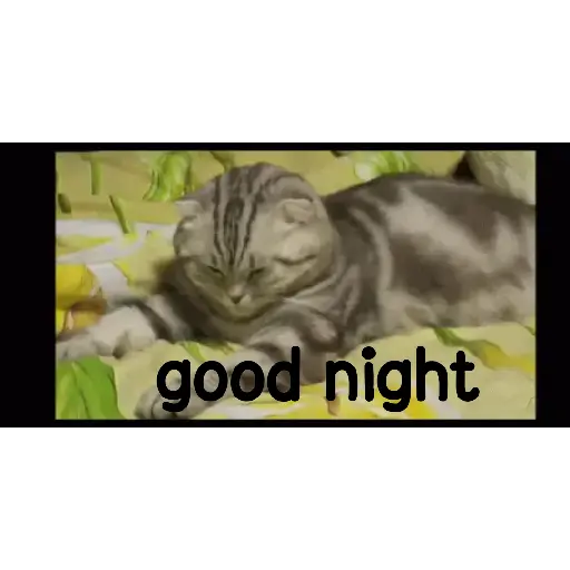 Good night cat 18