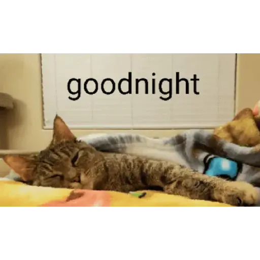 Good night cat 9