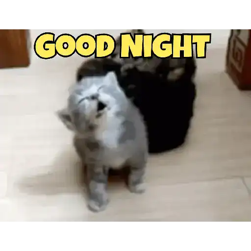 Good night cat 3