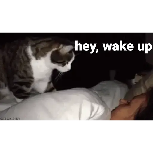 Good night cat 4