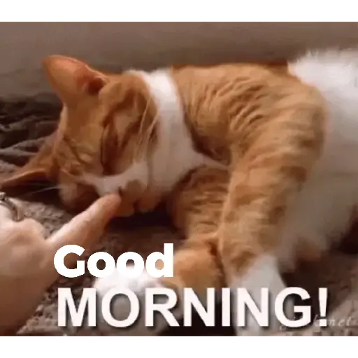 Good night cat 14