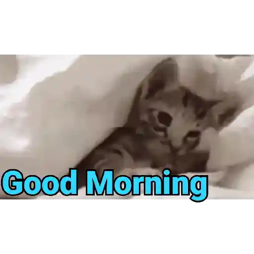 Good night cat 6