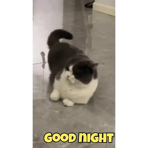 Good night cat 11