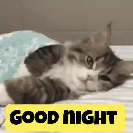 Good night cat 12
