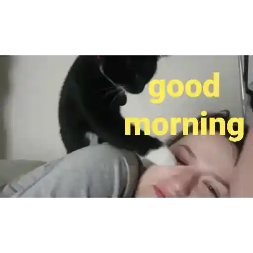 Good night cat 5