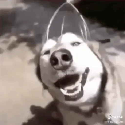 Cachorro sorrindo 11