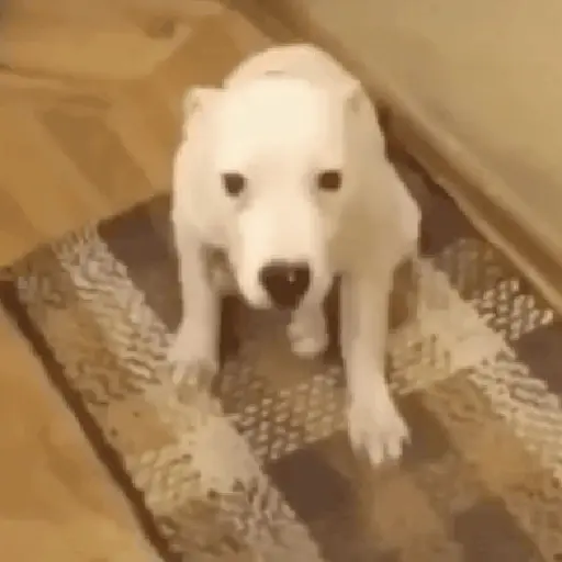 Cachorro sorrindo 4