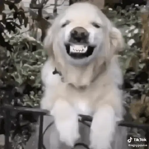 Cachorro sorrindo 6