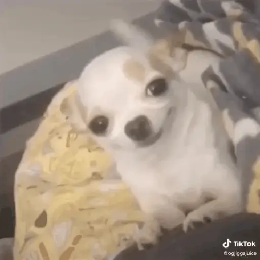 Cachorro sorrindo 9