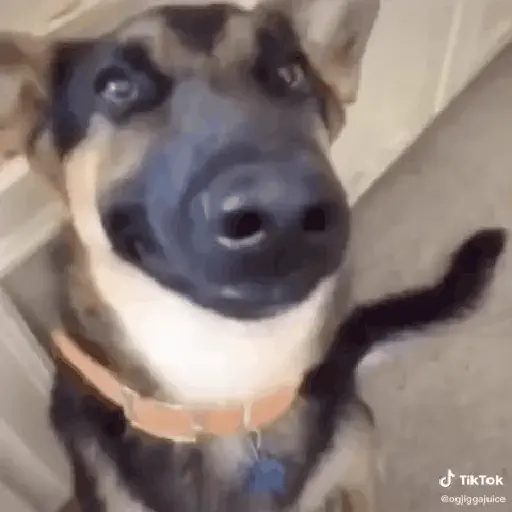Cachorro sorrindo 3