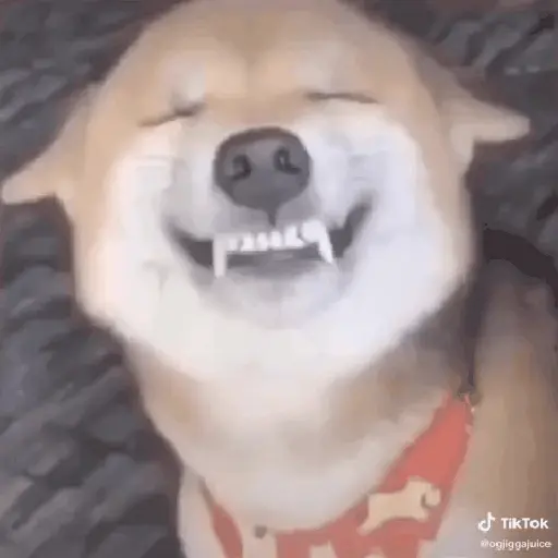Cachorro sorrindo 7