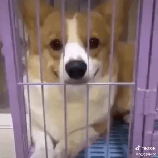 Cachorro sorrindo 8