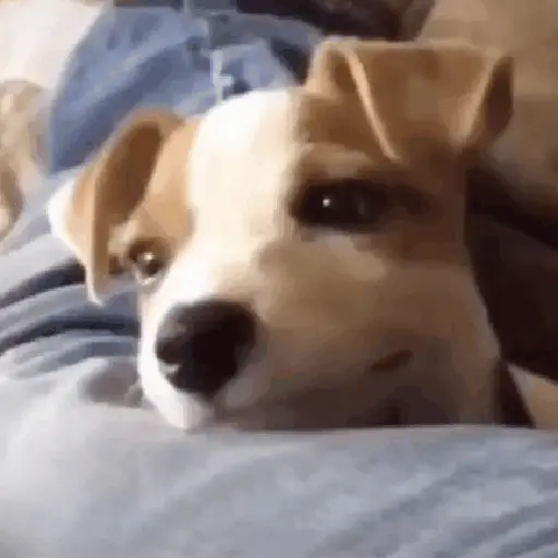Cachorro sorrindo 2