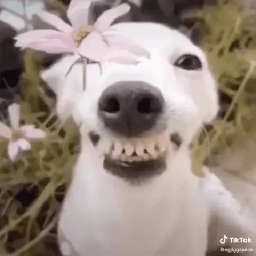 Cachorro sorrindo 10
