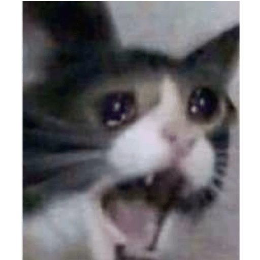 Gatito tristes con palabras 4
