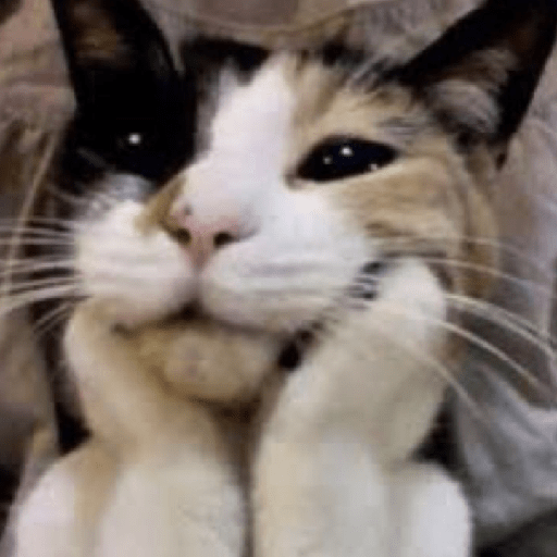 Meme cat