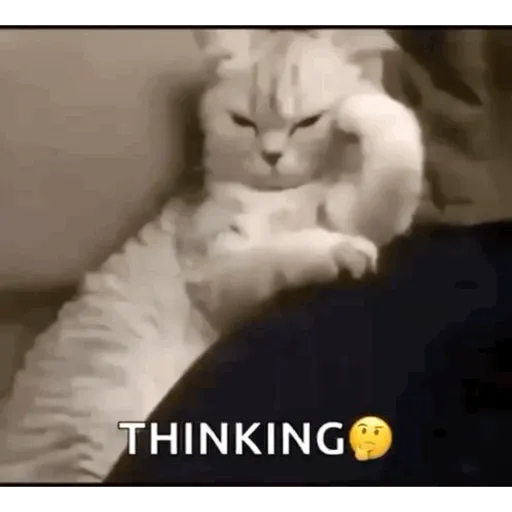 MEME KUCING CIPJOT 3 9
