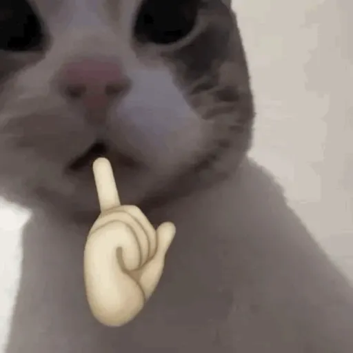 MEME KUCING CIPJOT 3 2