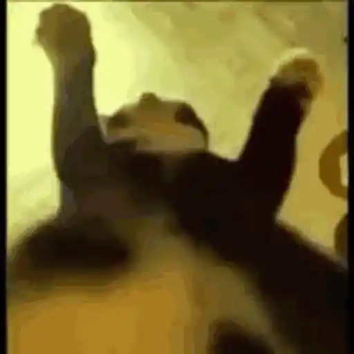 MEME KUCING CIPJOT 3 3