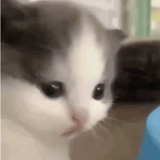 MEME KUCING CIPJOT 3 7