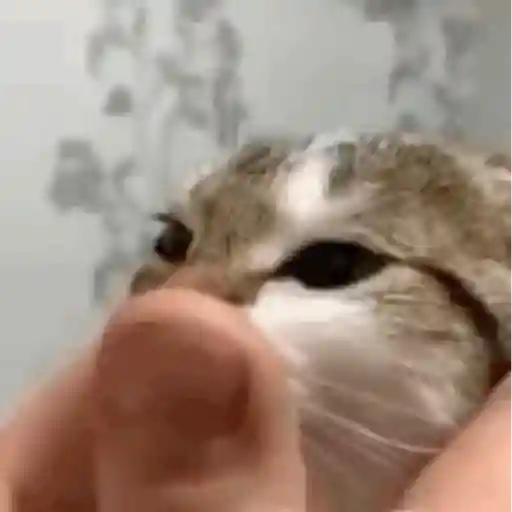 MEME KUCING CIPJOT 3 13