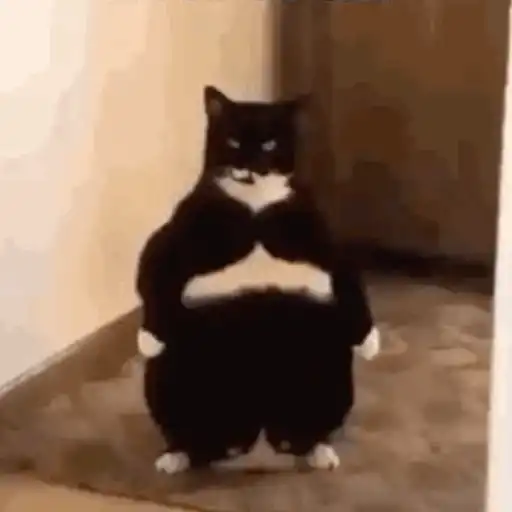 MEME KUCING CIPJOT 3