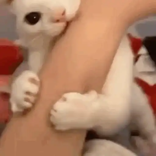 MEME KUCING CIPJOT 3 10