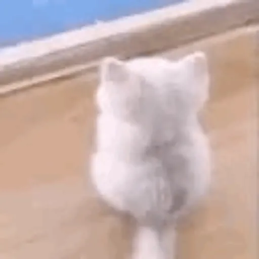 MEME KUCING CIPJOT 3 11