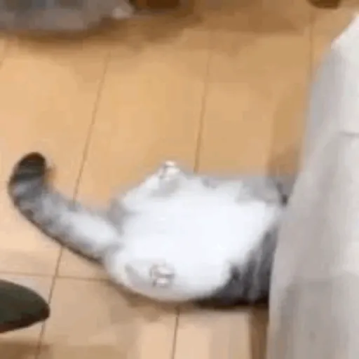 MEME KUCING CIPJOT 3 12