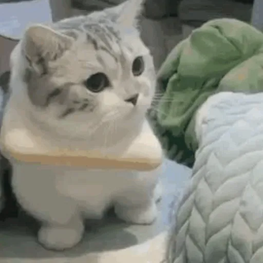 MEME KUCING CIPJOT 3 4