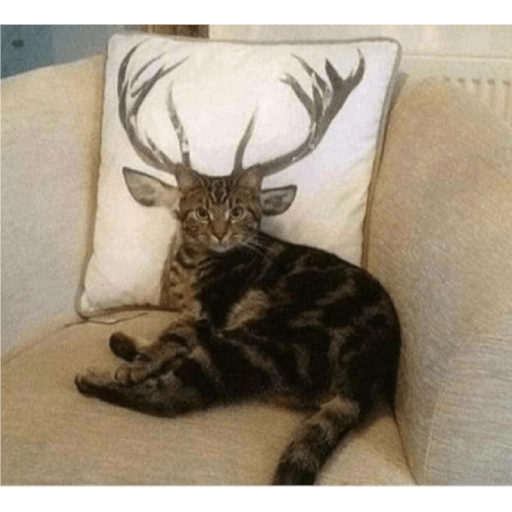 Catss 10