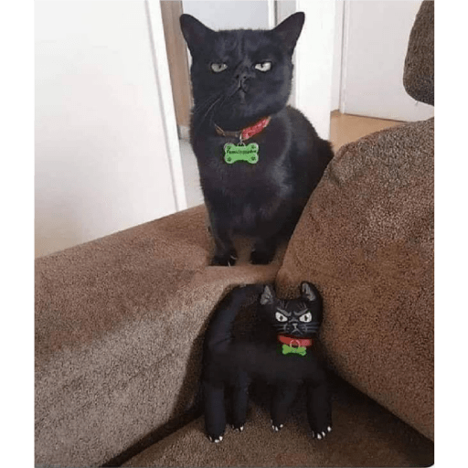 Catss 7