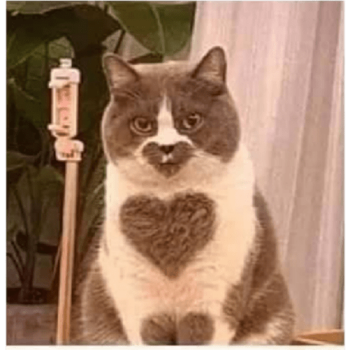 Catss 13