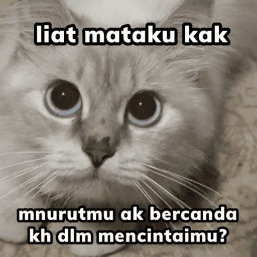 Kucingkak 3