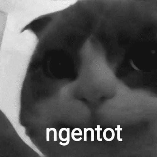Kucingkak 16