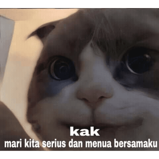 Kucingkak 14