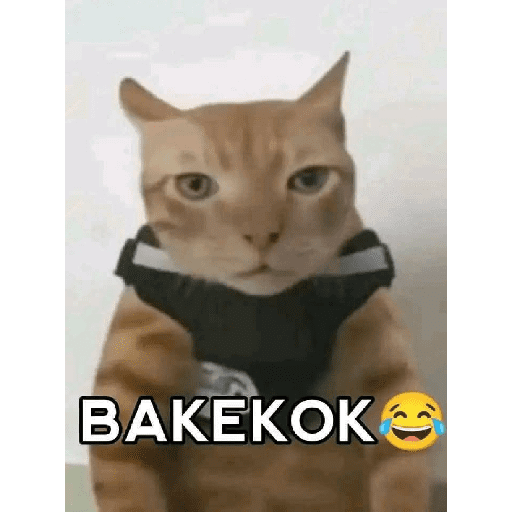 Halo bangsat 24