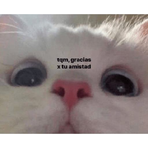 Chupame bien la pija 4