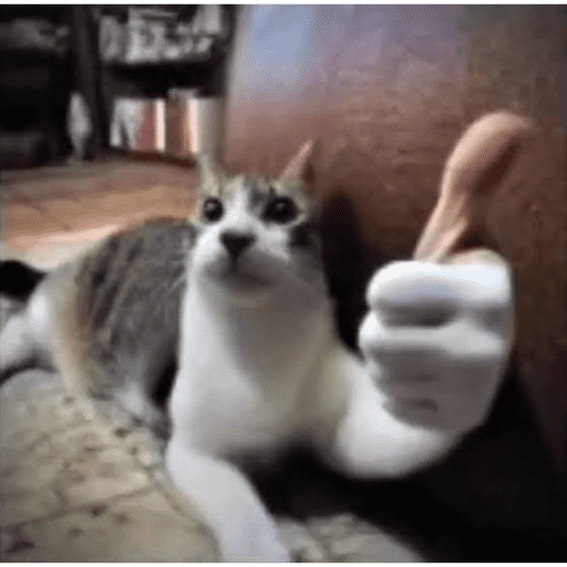 Gato dando joiq 1