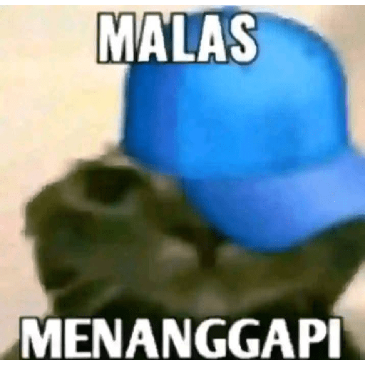 Paket kucing 17