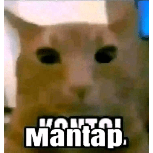 Paket kucing 19
