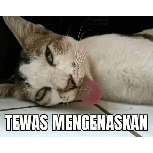 Paket kucing 12