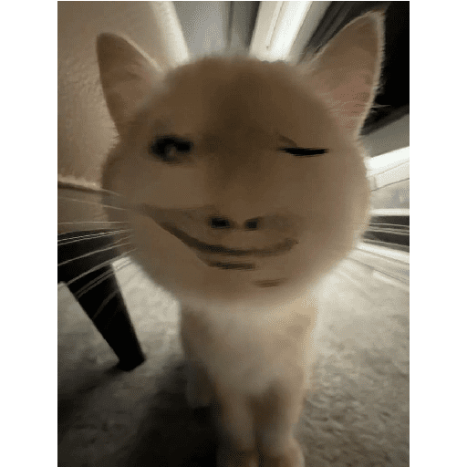 Paket kucing 11
