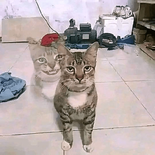 Paket kucing 4
