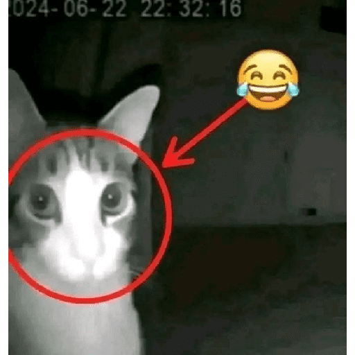 Paket kucing 30