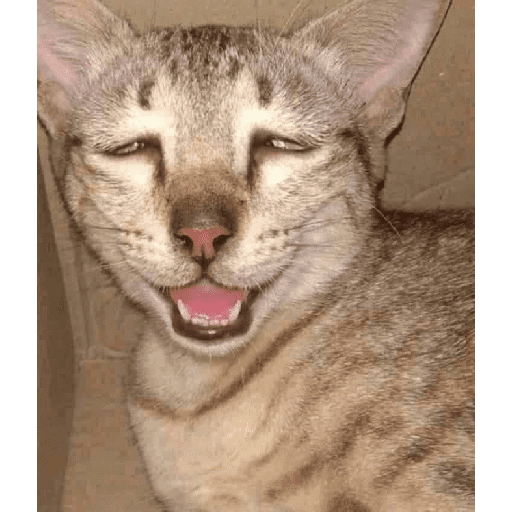 Paket kucing 20
