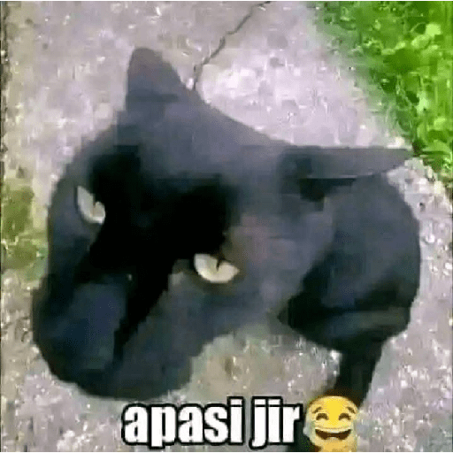 Paket kucing 21